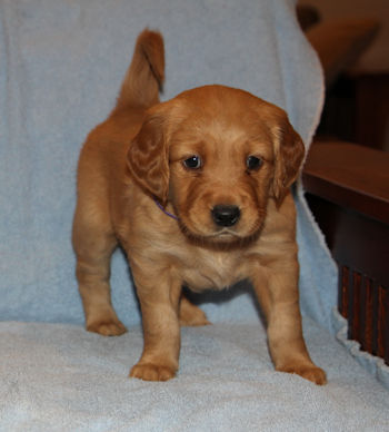 puppy at 5 weeks