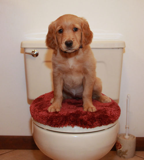 Fee at 2 months