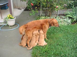 puppies nursing