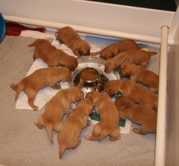 puppies