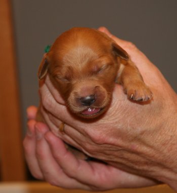 puppy