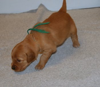 puppy