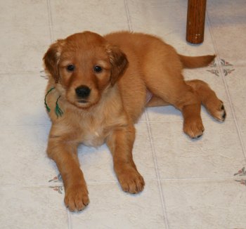 puppy