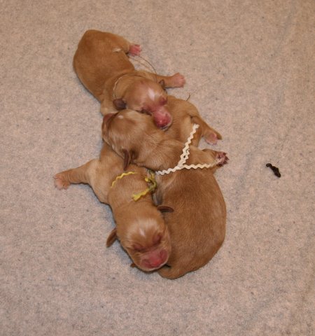 puppies
