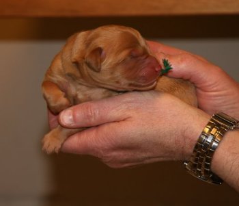 12-hour old boy puppy