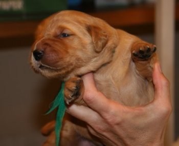 10-day old puppy