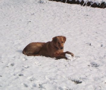 Heidi