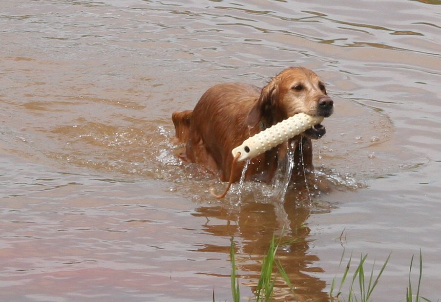 Hilfy in water