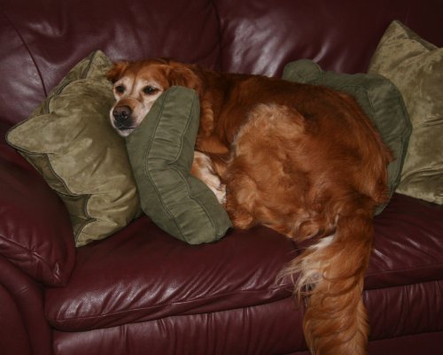 Hilfy on sofa