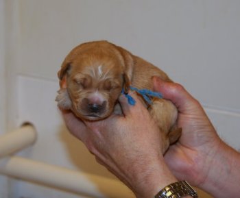 1 week old puppy