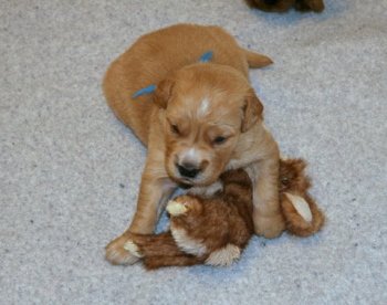 puppy