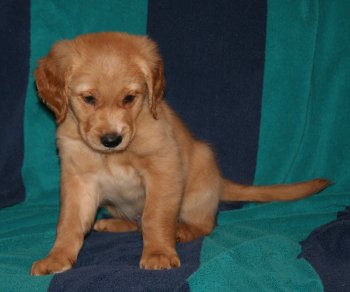 puppy