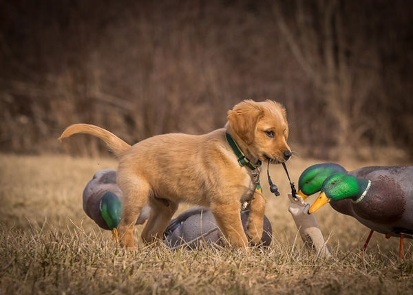 Jesse with Decoys