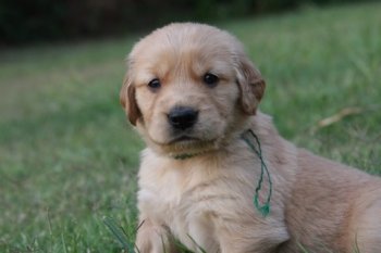 puppy