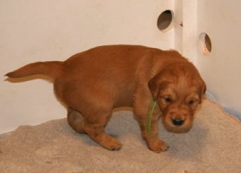 3-week old puppy