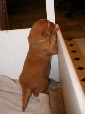 Puppy climbing