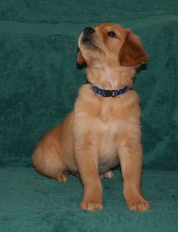 puppy, 7 weeks