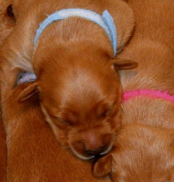 puppy, 1 week