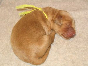 puppy at 3 days