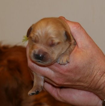 week old puppy