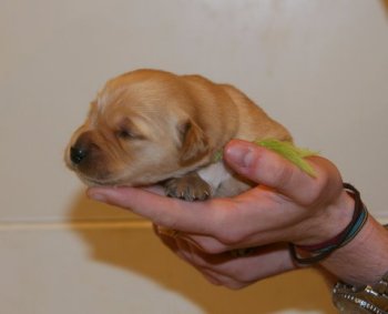 puppy