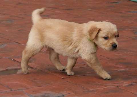 puppy