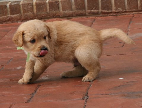 puppy