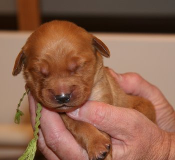 puppy