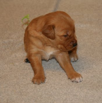 puppy