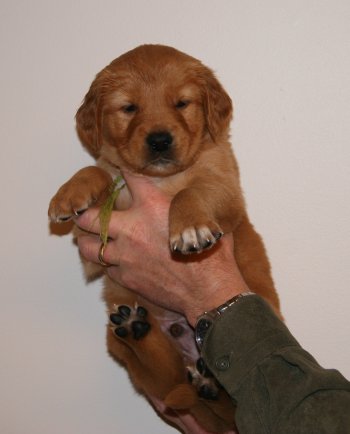 puppy