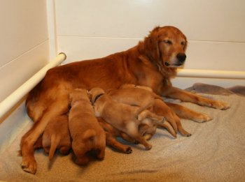 puppies