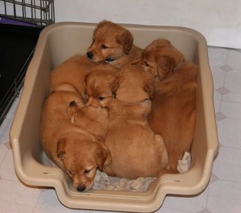 puppies