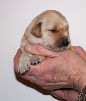puppy at 2 weeks