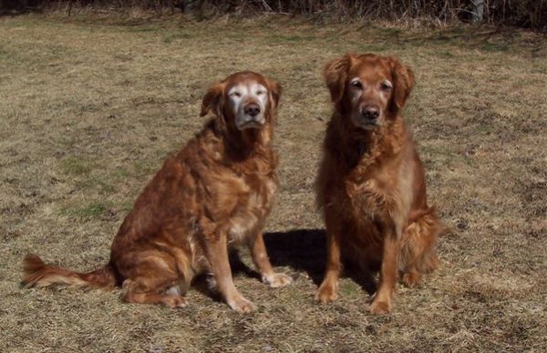 2 dogs