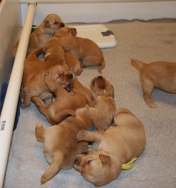 puppies