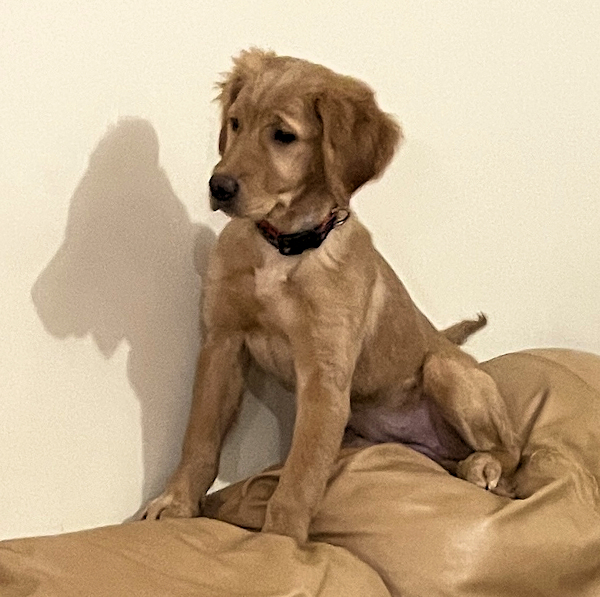 Mint at 3.5 months