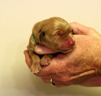 1 day puppy