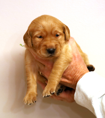 puppy at 3 weeks