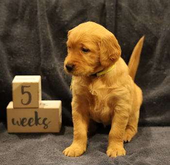 puppy at 5 weeks