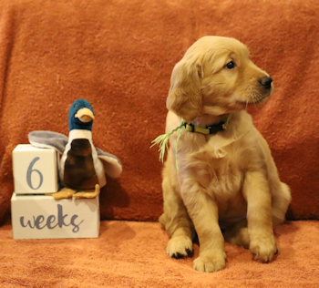 puppy at 6 weeks
