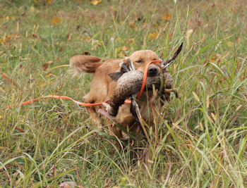 Mint retrieving a duck