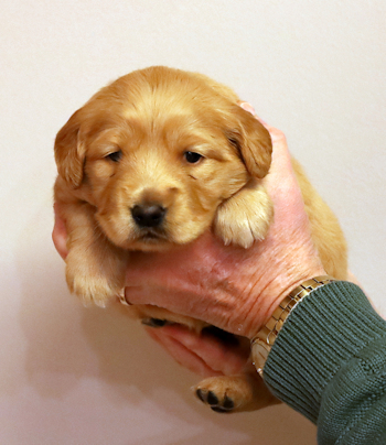 puppy at 3 weeks