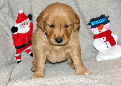 puppy