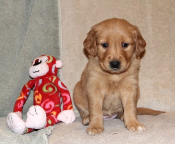 puppy, 5 weeks