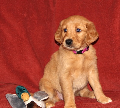 6 week old puppy