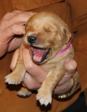 puppy