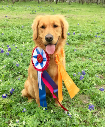 MissyJ with her SH title ribbons, 3/31/19