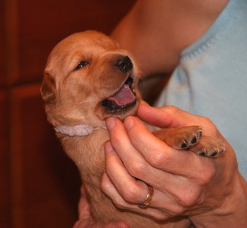 puppy, 2 weeks