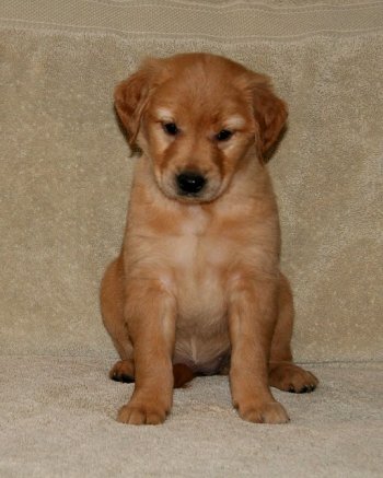 puppy