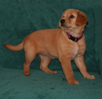 puppy, 7 weeks